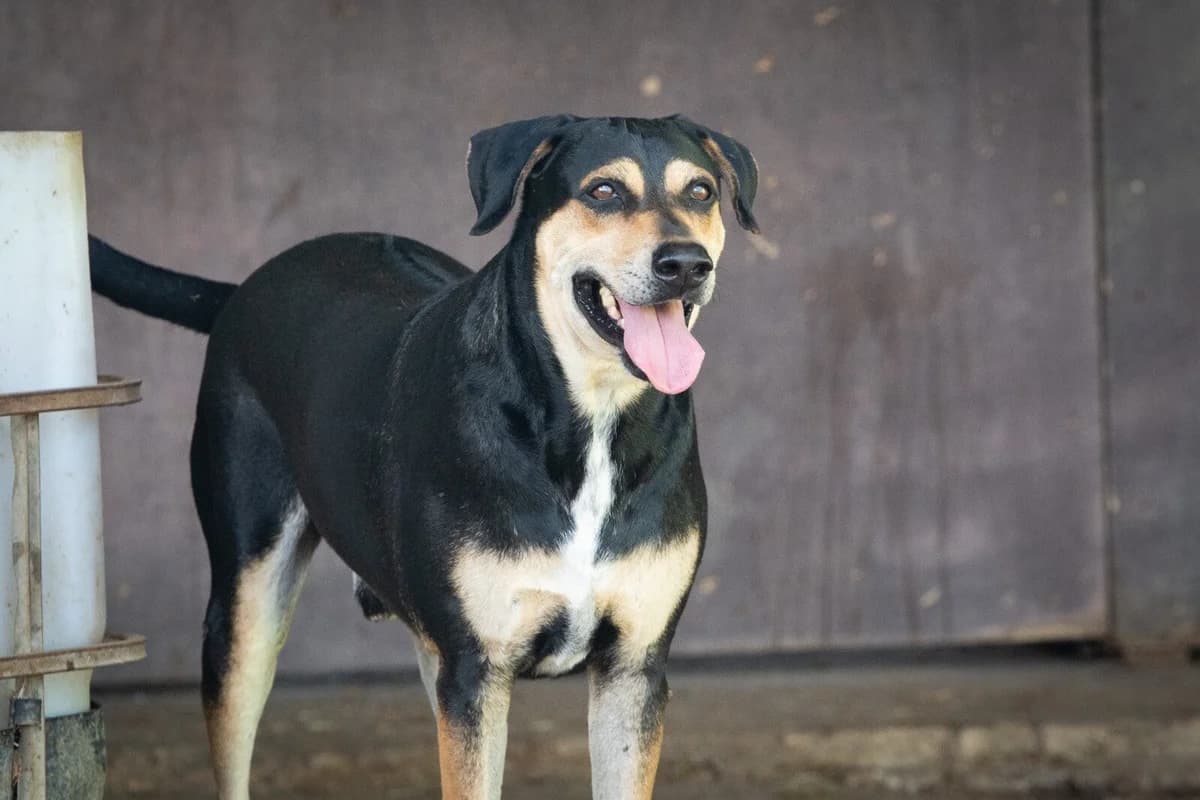 Lucas, young Mixed Breed for adoption at Stichting Pippi