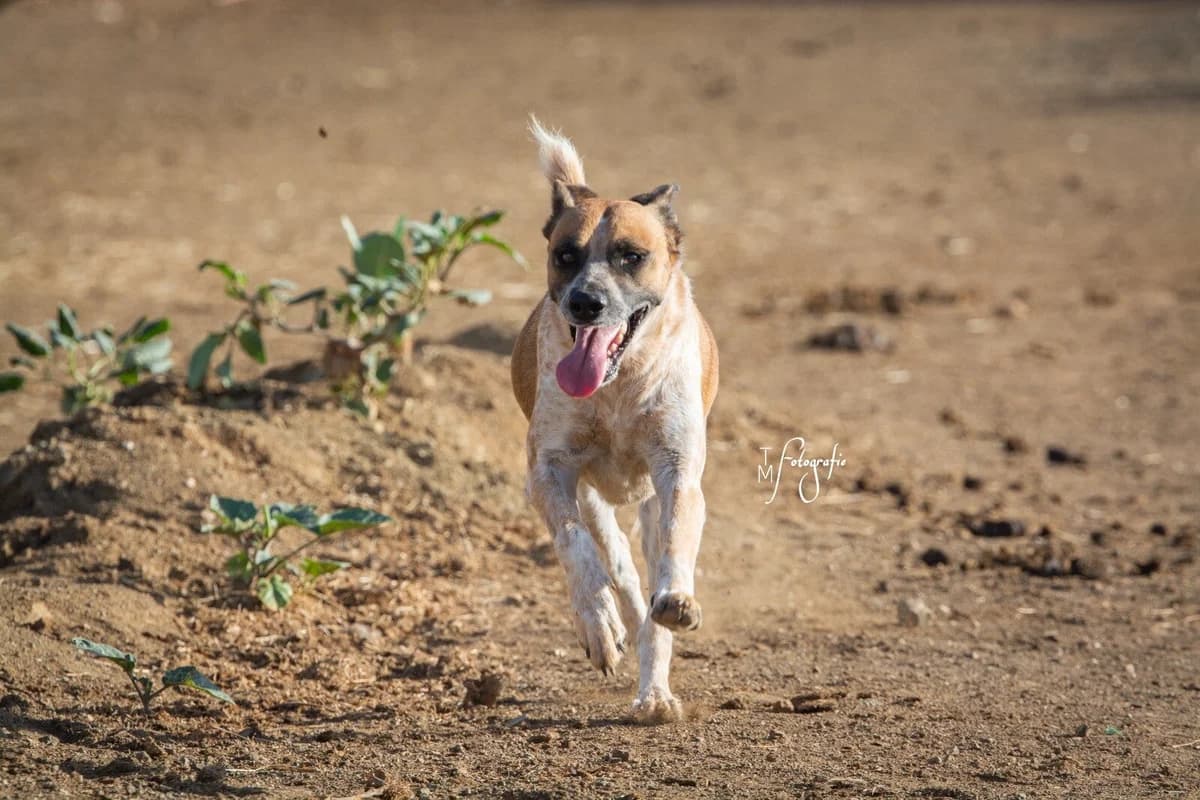Pablo, 4yo Mixed Breed for adoption at Stichting Pippi