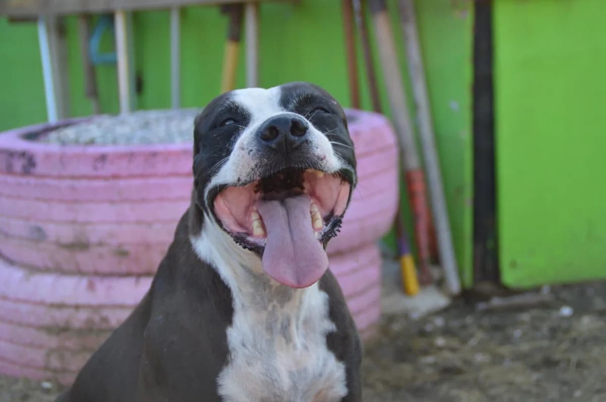 Puck, 3yo Mixed Breed for adoption at Stichting Pippi