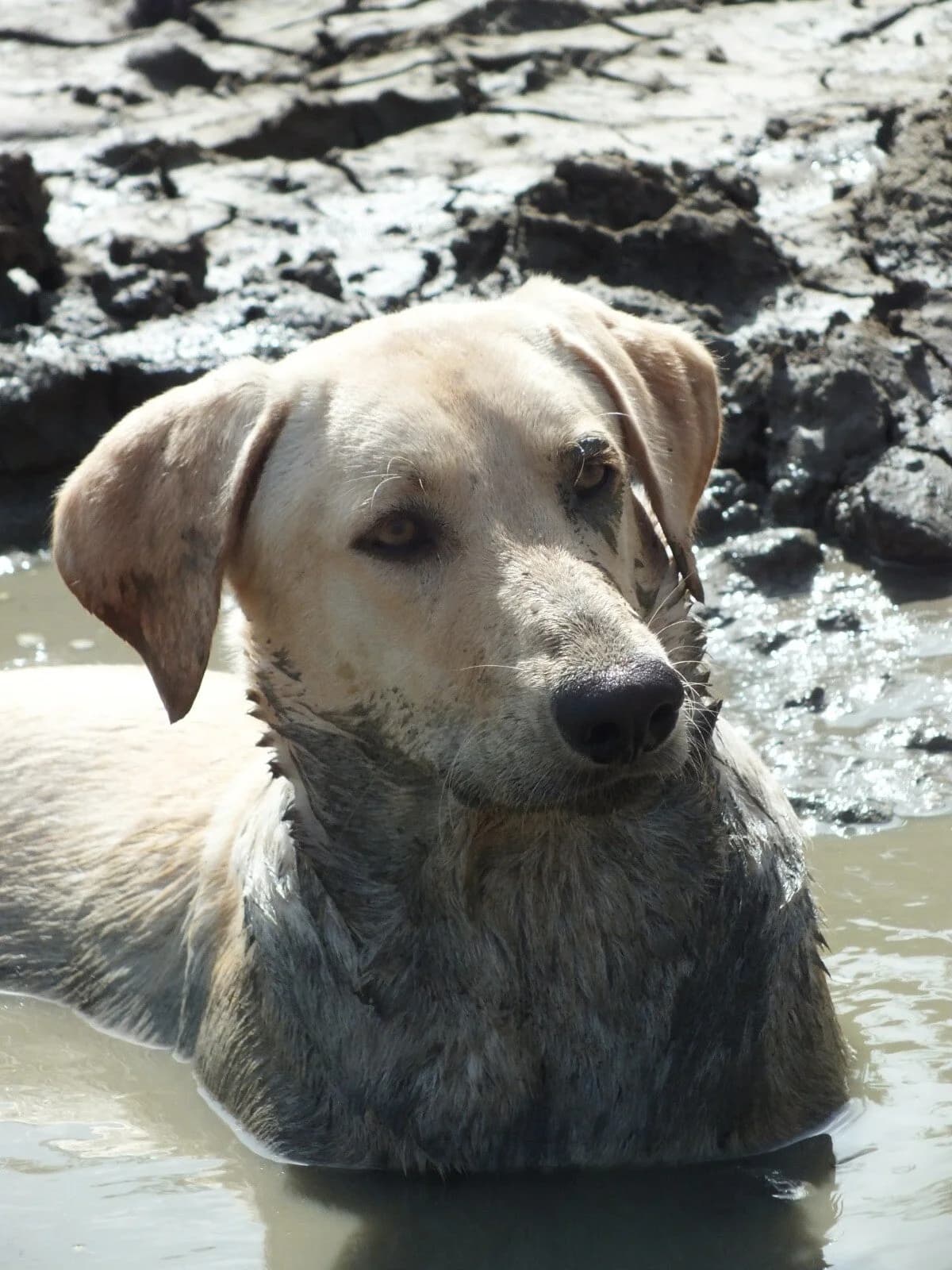 Rijk, young Mixed Breed for adoption at Stichting Pippi