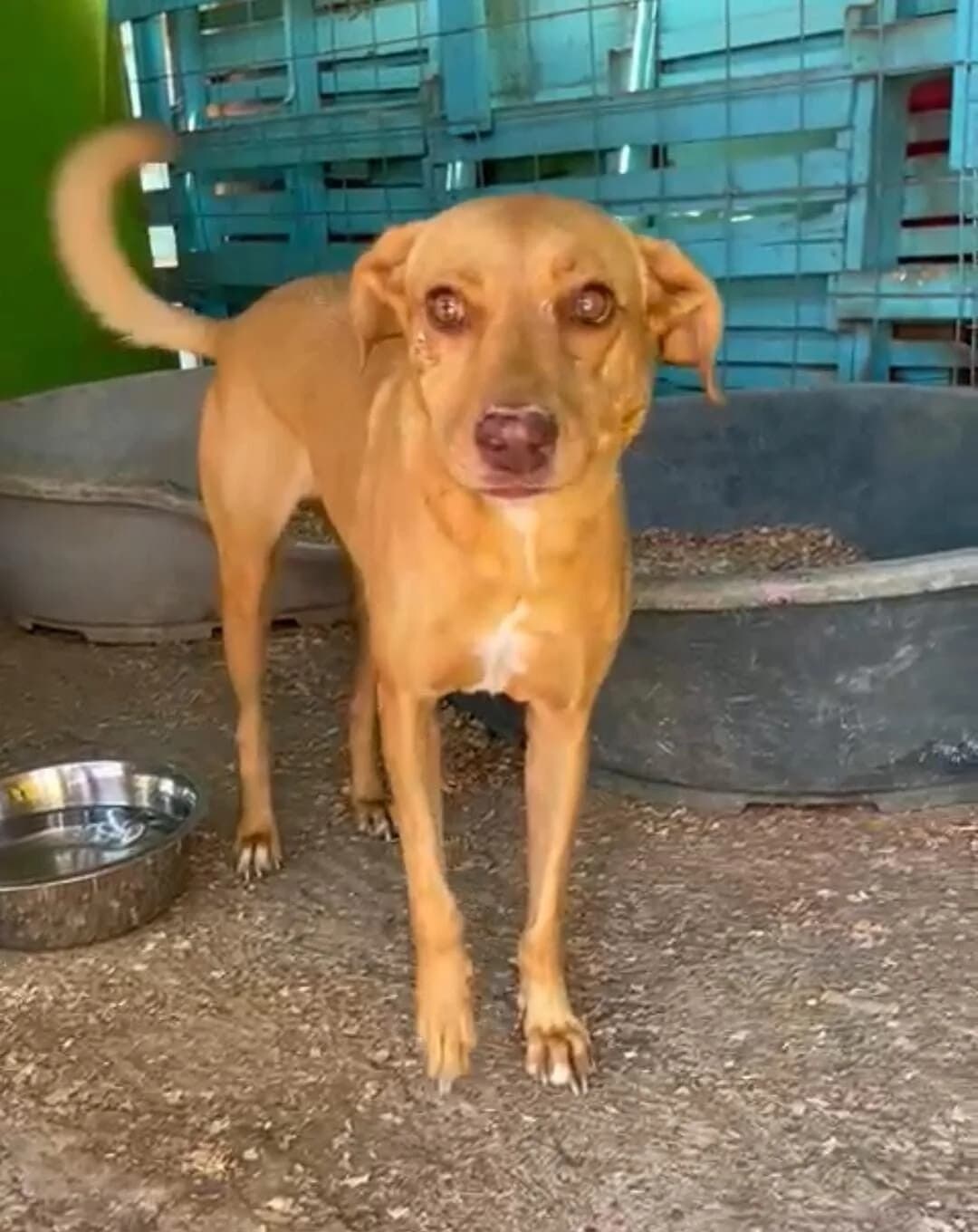Shakira, 4yo Mixed Breed for adoption at Stichting Pippi