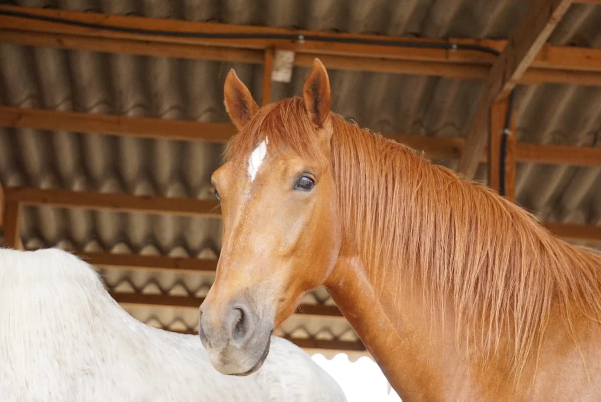 Ziggy, young Mixed Breed for adoption at Stichting Pippi