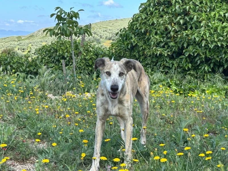 Charly, male senior Podenco for adoption at description, AL Ridderkerk