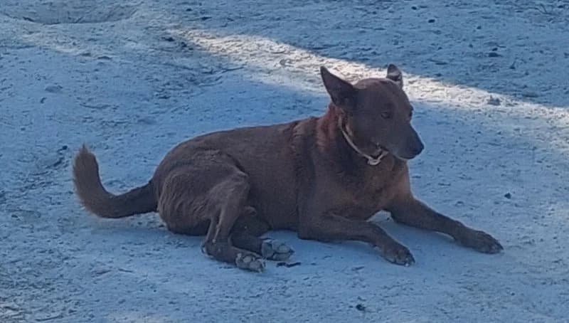 Leon, male senior Podenco for adoption at description, AL Ridderkerk