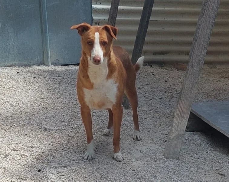 Billy, male 5yo Podenco for adoption at description, AL Ridderkerk