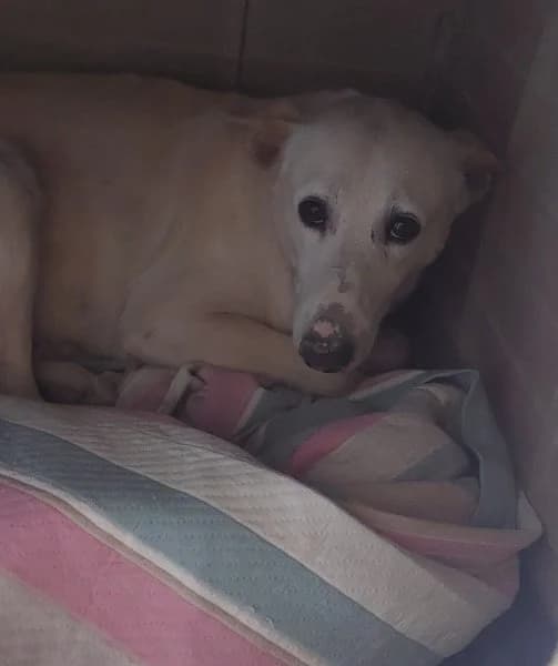Maximiliano, male 7yo Podenco for adoption at description, AL Ridderkerk