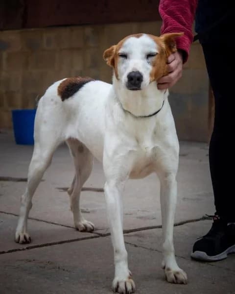 Petunia, female young Podenco for adoption at description, AL Ridderkerk