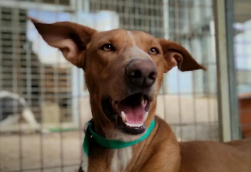 Faycan, male 6yo Podenco for adoption at description, AL Ridderkerk