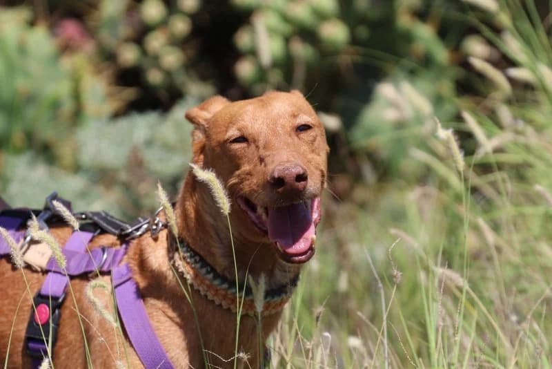 Anjo, male senior Podenco for adoption at description, AL Ridderkerk