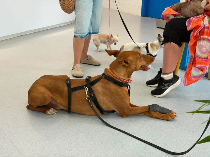 Helios, male 4yo Podenco for adoption at description, AL Ridderkerk