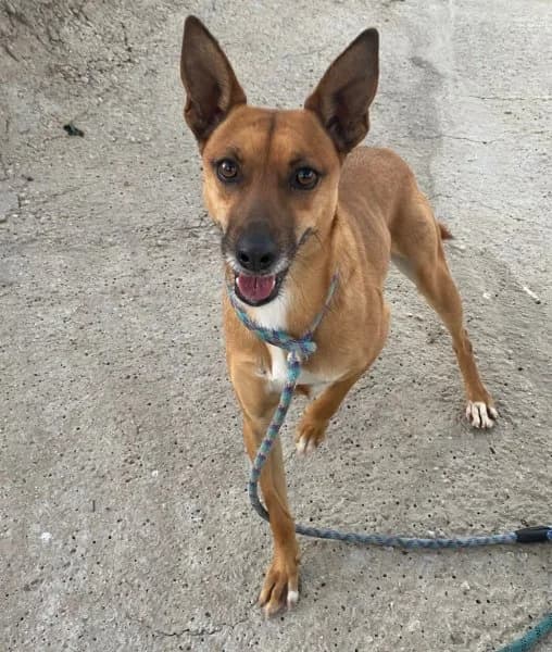Carlota, female 3yo Podenco for adoption at description, AL Ridderkerk