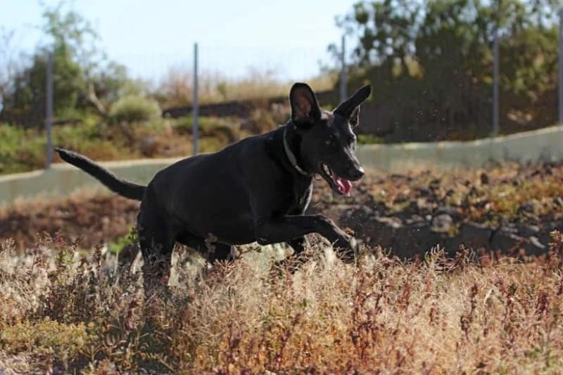 Resa, female young Podenco for adoption at description, AL Ridderkerk
