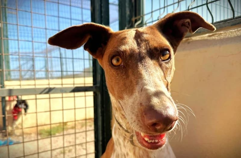 Lizzy, female 6yo Podenco for adoption at description, AL Ridderkerk