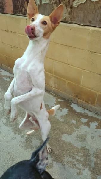 Curro, male 6yo Podenco for adoption at description, AL Ridderkerk