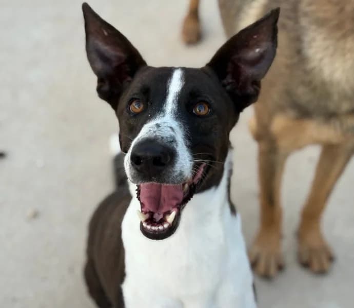 Benji, male 3yo Podenco for adoption at description, AL Ridderkerk