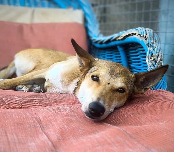 Jacob, male young Podenco for adoption at description, AL Ridderkerk