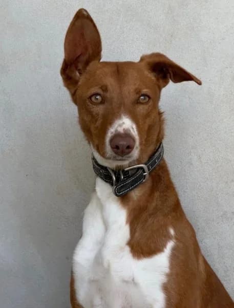 Laika, female 3yo Podenco for adoption at description, AL Ridderkerk