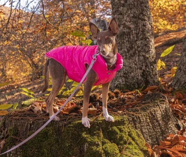 Torcal, female young Podenco for adoption at description, AL Ridderkerk