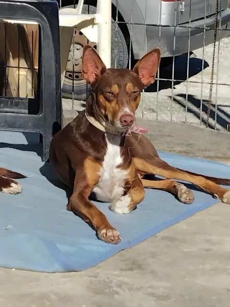 Chocolate, male young Podenco for adoption at description, AL Ridderkerk