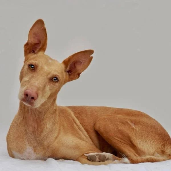 Milagros, female 5yo Podenco for adoption at description, AL Ridderkerk