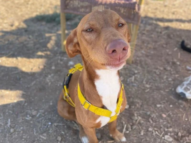Tinkiwinki, male young Podenco for adoption at description, AL Ridderkerk