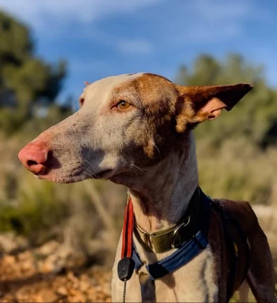 Pepe, male 4yo Podenco for adoption at description, AL Ridderkerk