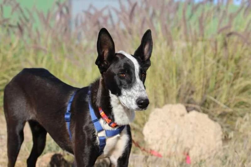 Sunny, wit female puppy Podenco for adoption at description, AL Ridderkerk