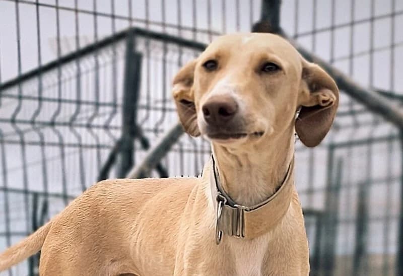 Perla, female young Podenco for adoption at description, AL Ridderkerk