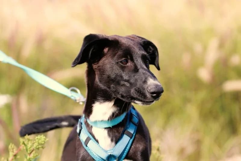 Speedy, wit male puppy Podenco for adoption at description, AL Ridderkerk