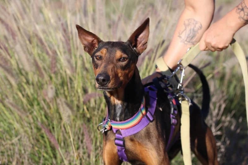 Canuto, male young Podenco for adoption at description, AL Ridderkerk