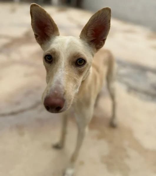 Victor, male young Podenco for adoption at description, AL Ridderkerk