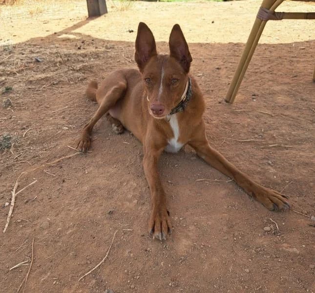 Vicente, male 5yo Podenco for adoption at description, AL Ridderkerk