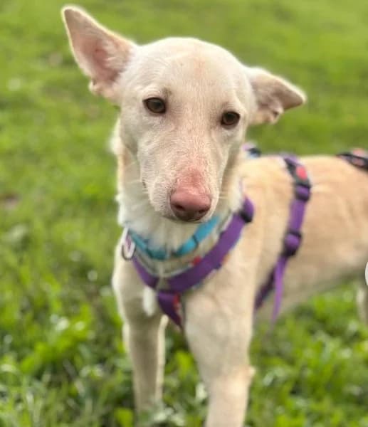 Maus, male young Podenco for adoption at description, AL Ridderkerk