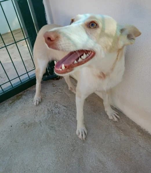Piรฑa, female young Podenco for adoption at description, AL Ridderkerk