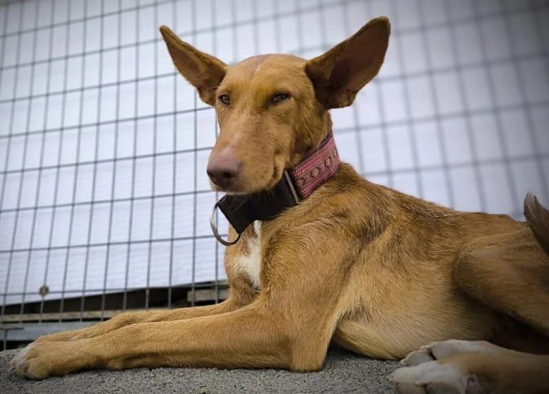 Fresita, female 3yo Podenco for adoption at description, AL Ridderkerk