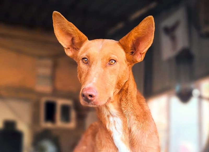 Fresita, female 4yo Podenco for adoption at description, AL Ridderkerk