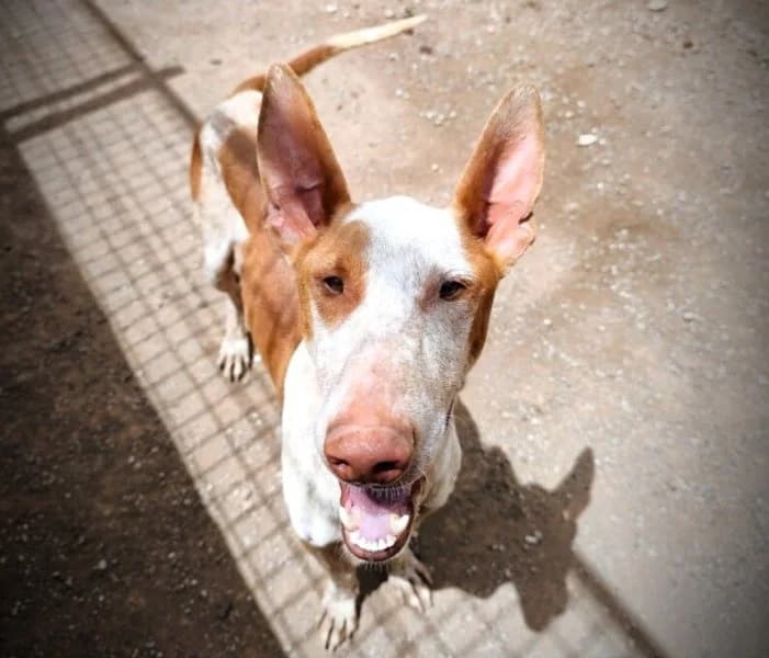 Navi, male 4yo Podenco for adoption at description, AL Ridderkerk