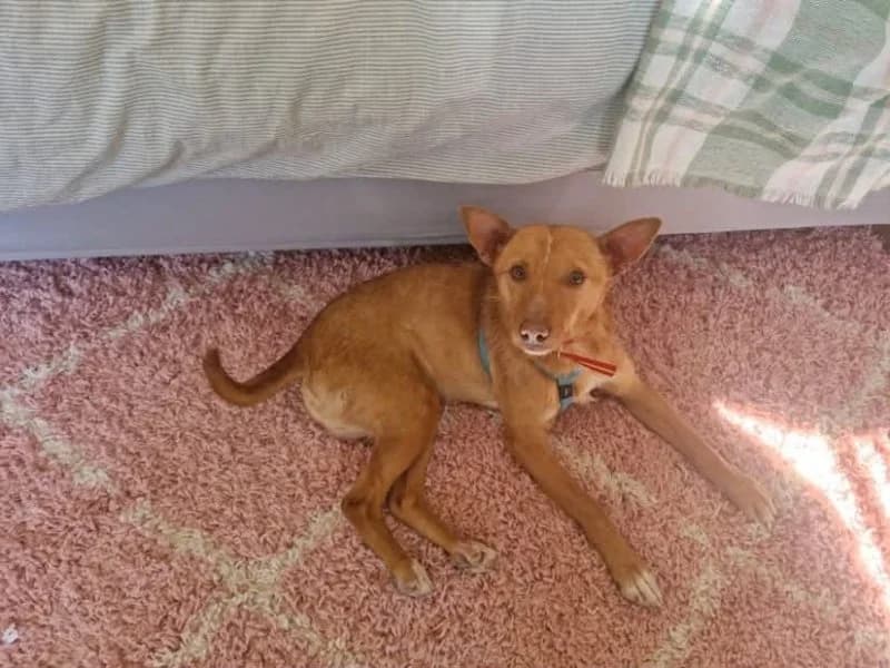 Simba, male young Podenco for adoption at description, AL Ridderkerk