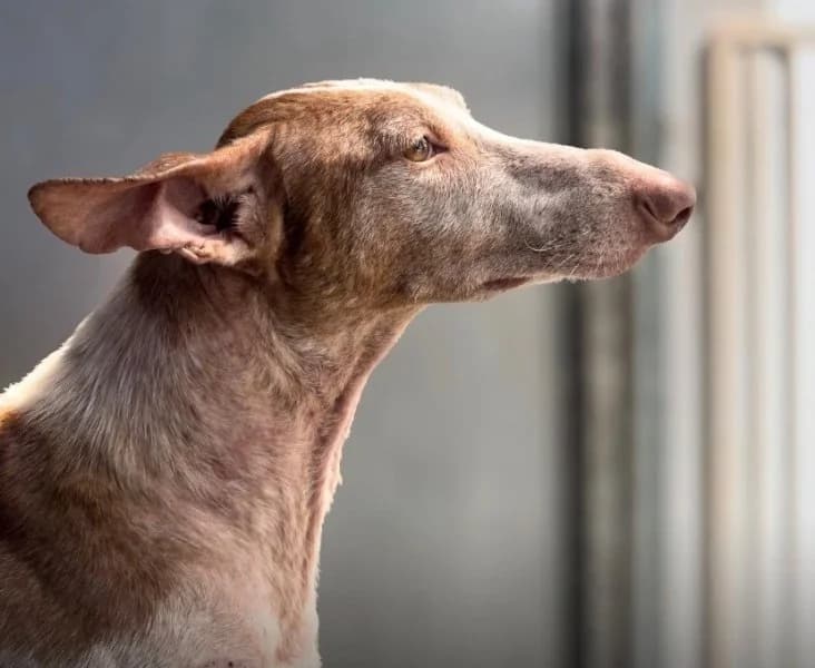 Popcorn, goud male 7yo Podenco for adoption at description, AL Ridderkerk