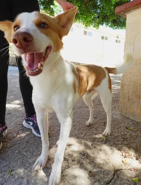 Pongo, male 7yo Podenco for adoption at description, AL Ridderkerk