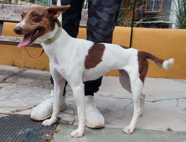 Rafi, female 3yo Podenco for adoption at description, AL Ridderkerk