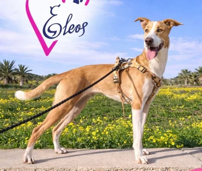 Uva, female young Podenco for adoption at description, AL Ridderkerk
