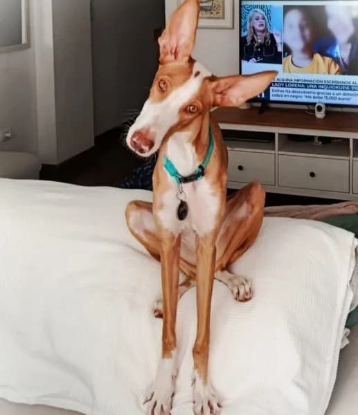 Cairo, male young Podenco for adoption at description, AL Ridderkerk