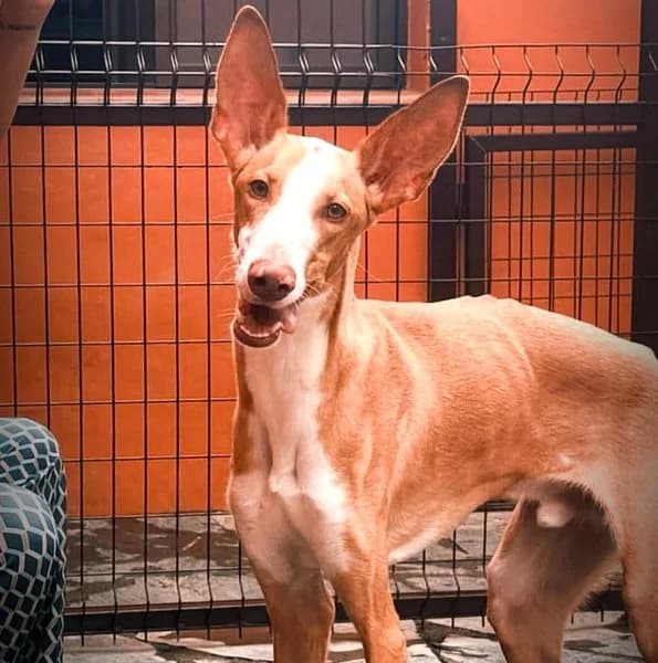 Cairo, male young Podenco for adoption at description, AL Ridderkerk