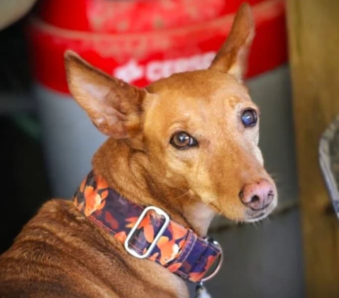 Duna, female senior Podenco for adoption at description, AL Ridderkerk