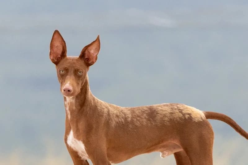 Luis, male 3yo Podenco for adoption at description, AL Ridderkerk