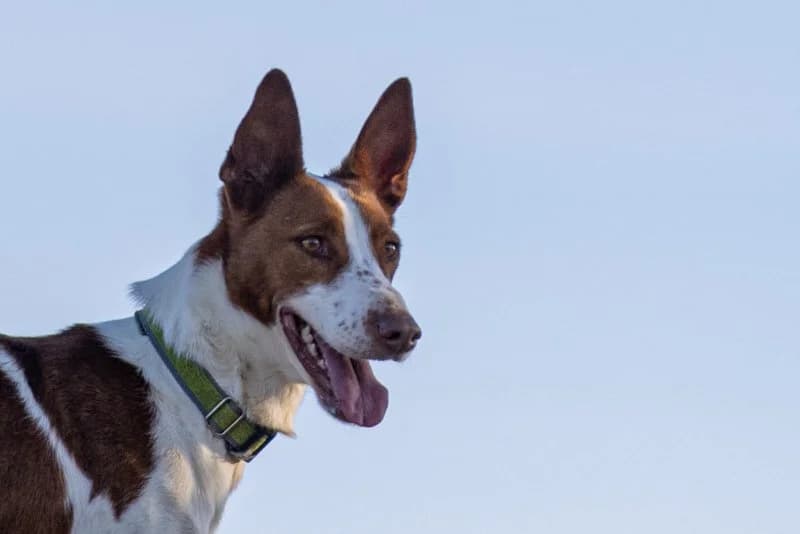 Lolo, male 3yo Podenco for adoption at description, AL Ridderkerk