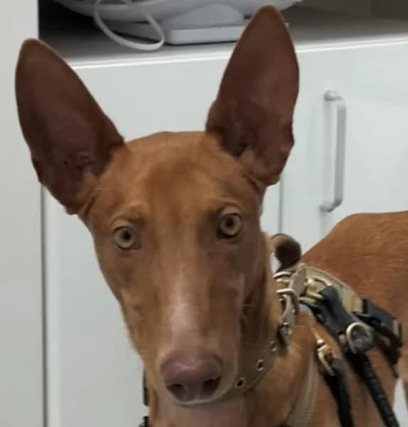 Pomelo (NL), male young Podenco for adoption at description, AL Ridderkerk