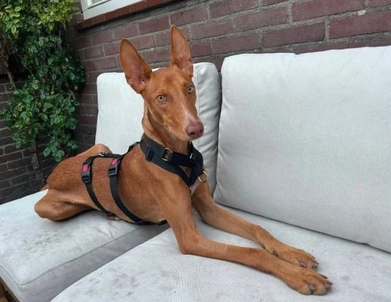 Pomelo (NL), male young Podenco for adoption at description, AL Ridderkerk