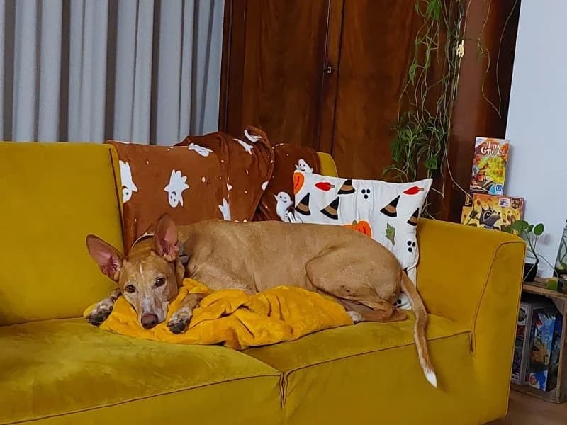 Buck (NL), male senior Podenco for adoption at description, AL Ridderkerk